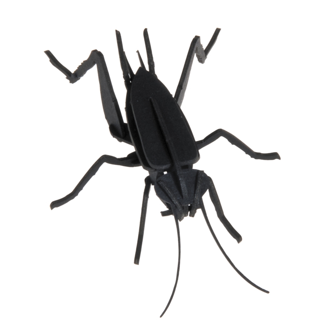 3D model, cricket