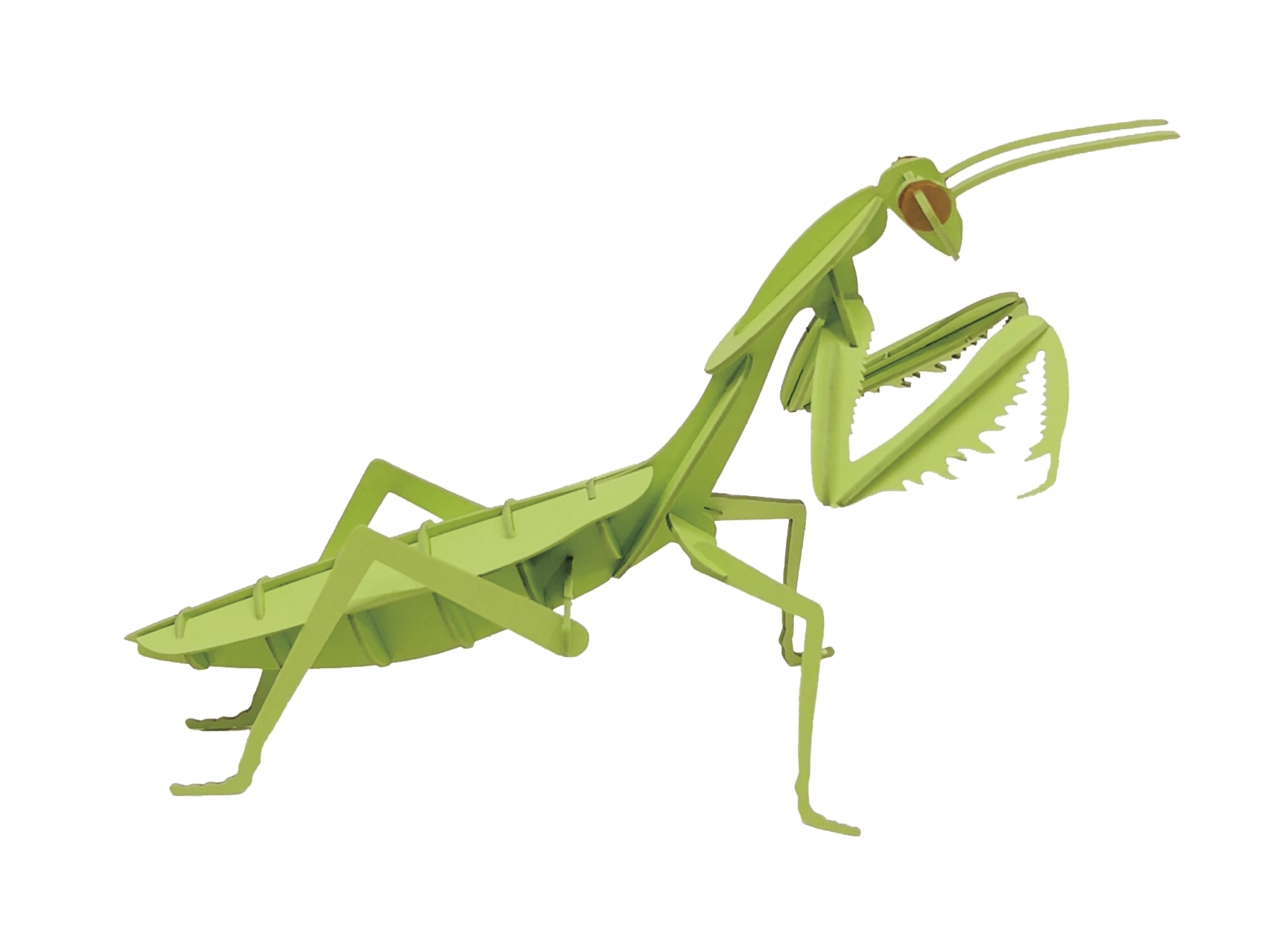 3D Model, praying mantis