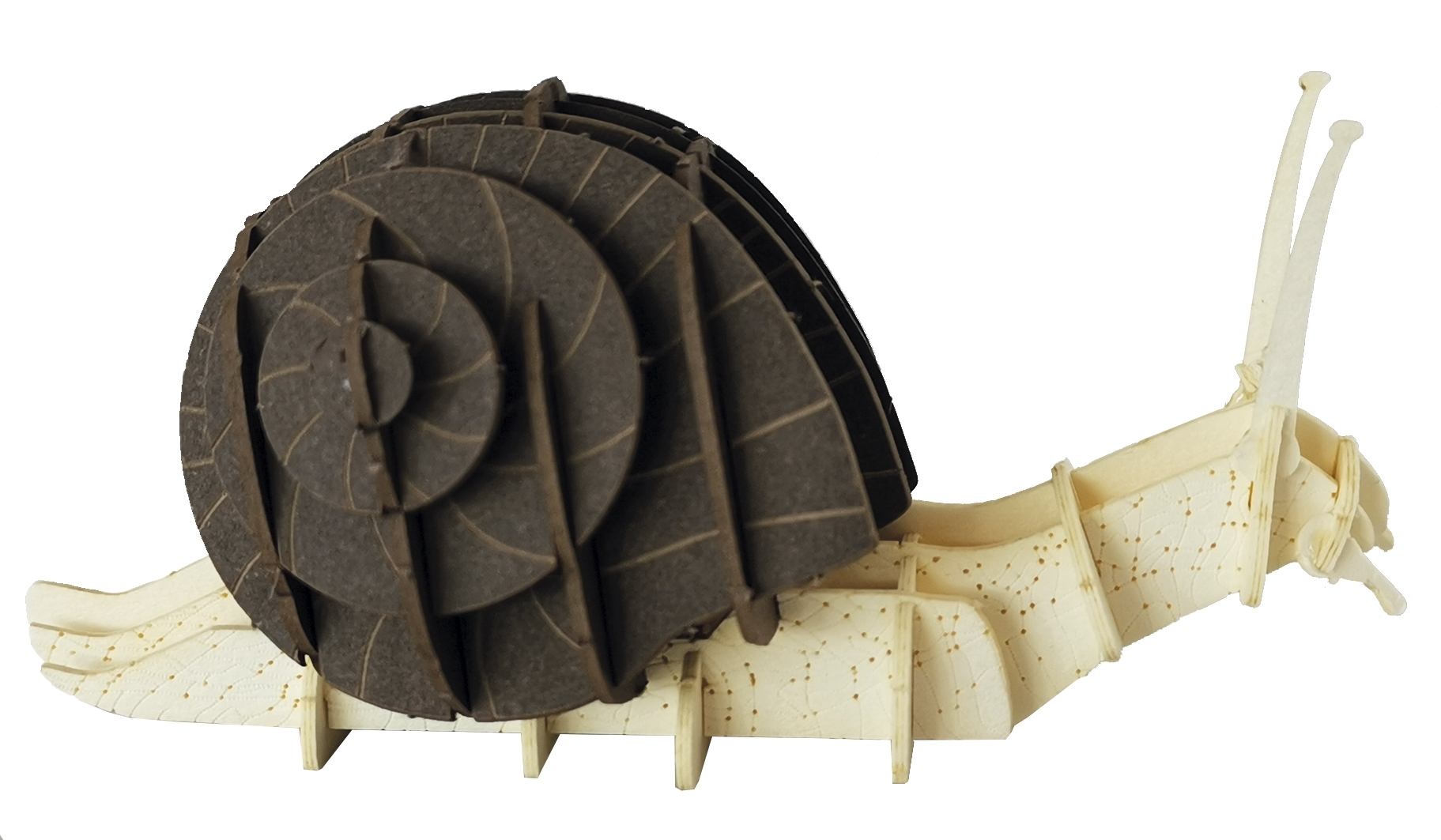 3D model, snail