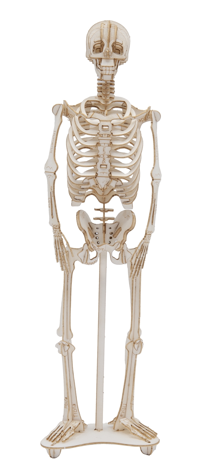 3D model, skeleton