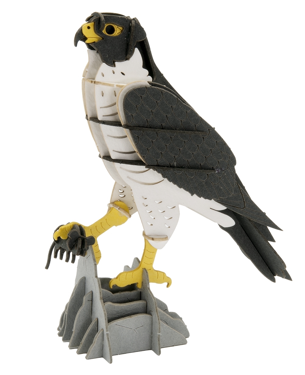 3D model, falcon