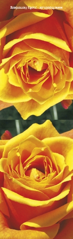Magnetic bookmark, Rose, yellow
