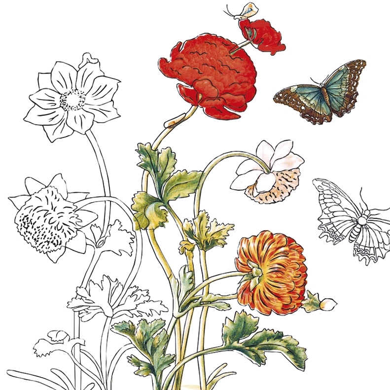 Coloring Art, Merian, 4 Motive + Faltrahmen