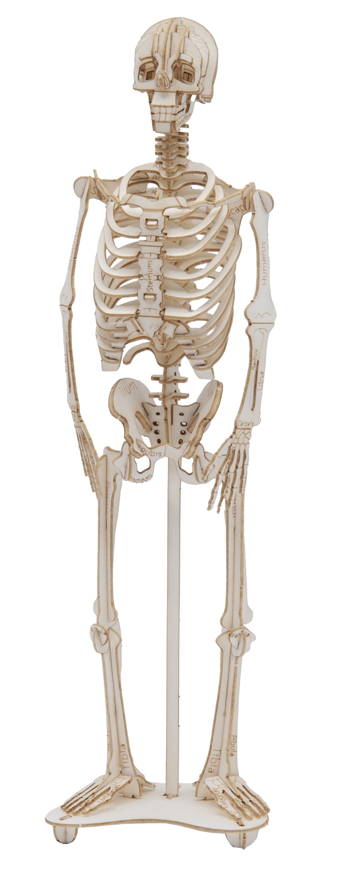 3D model, skeleton