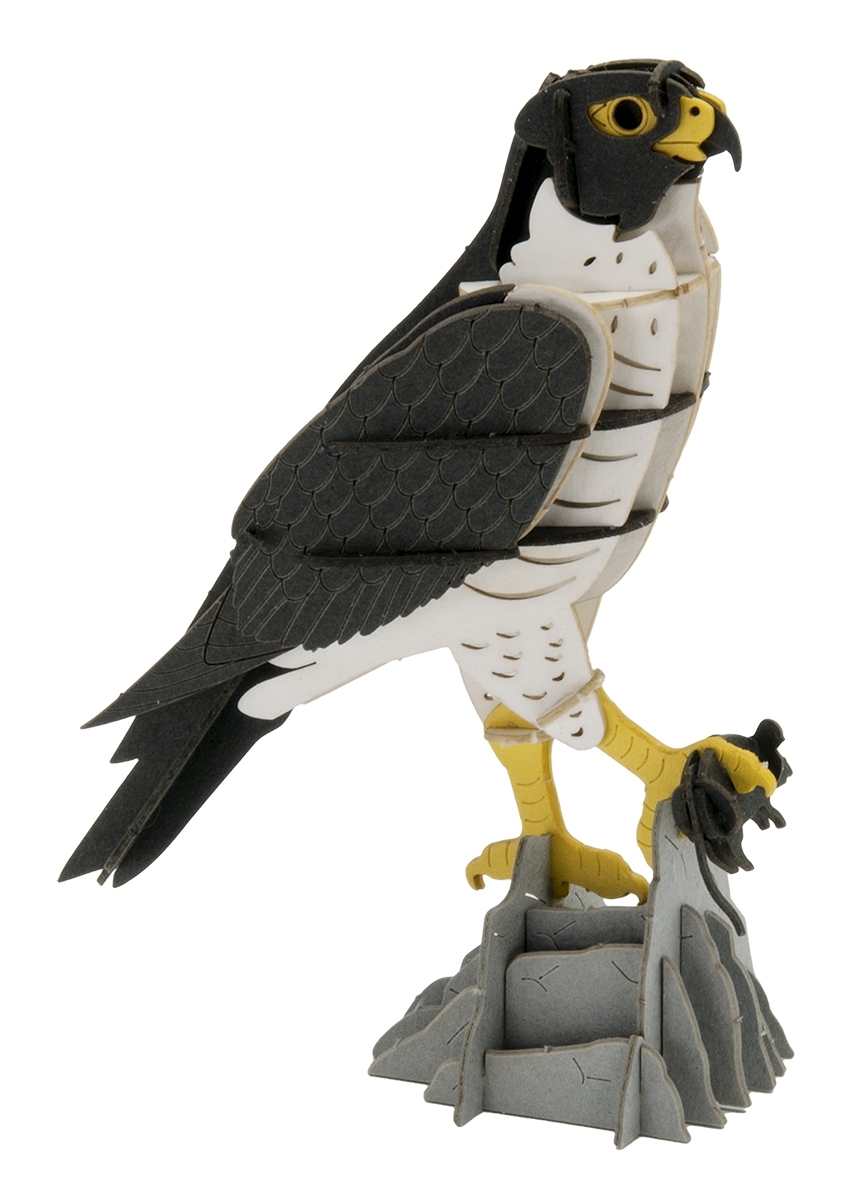 3D model, falcon
