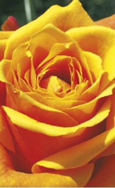 Magnetic bookmark, Rose, yellow